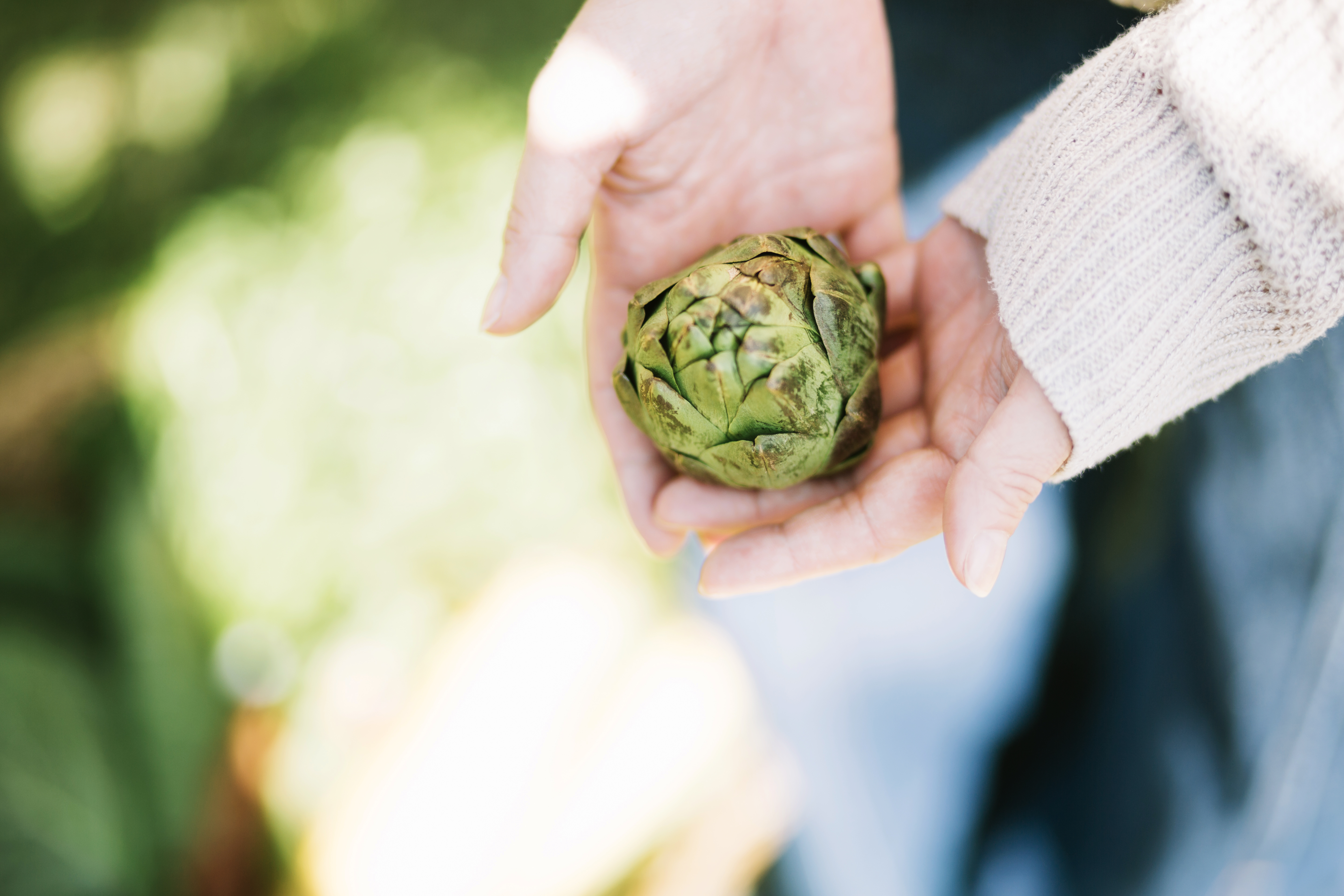 Fresh artichokes, just harvested