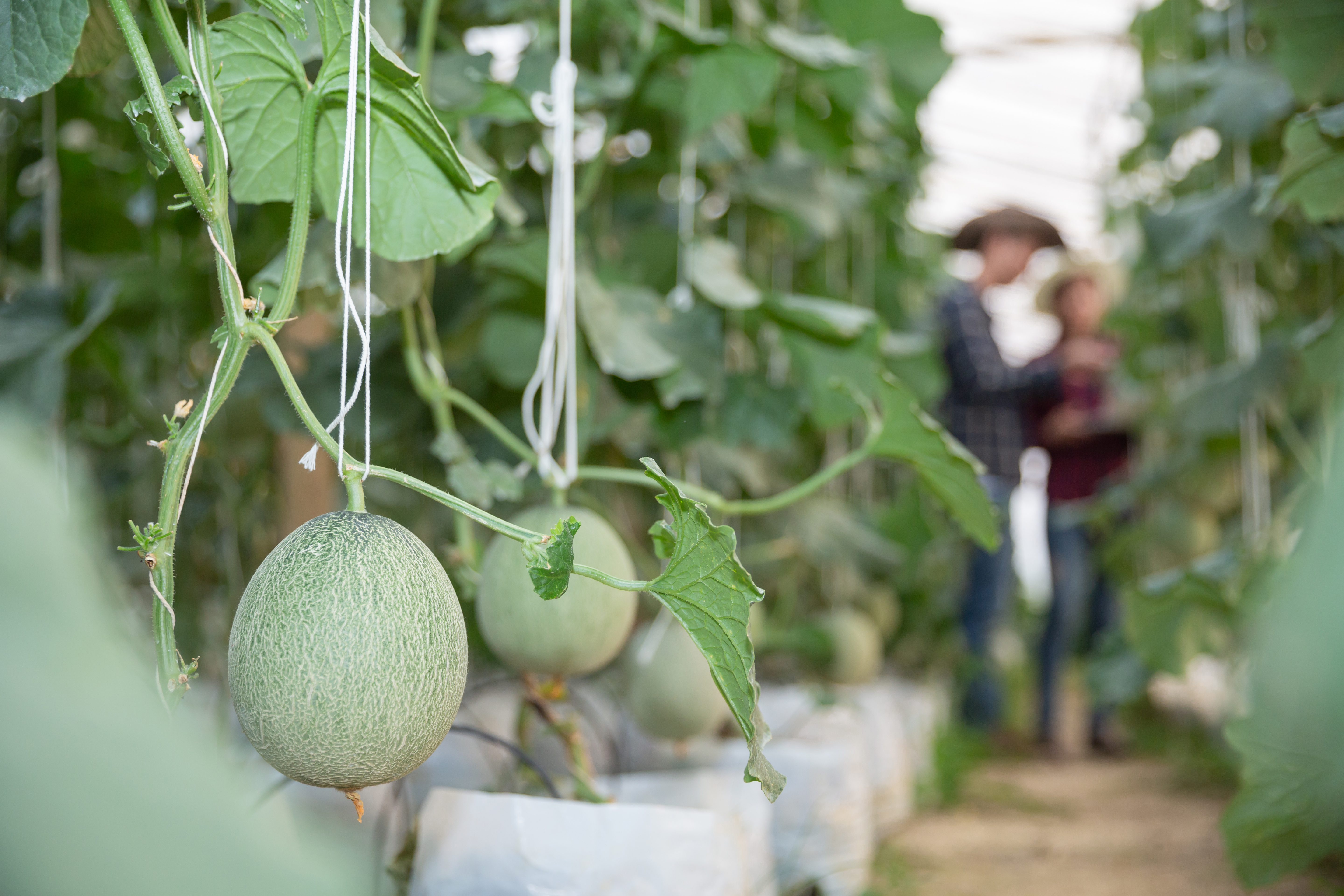 Melons growing in the FairGrow greenhouse