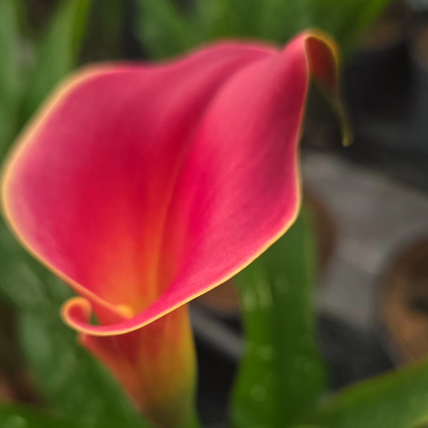 A pink calla lily, signature flower of FairGrow