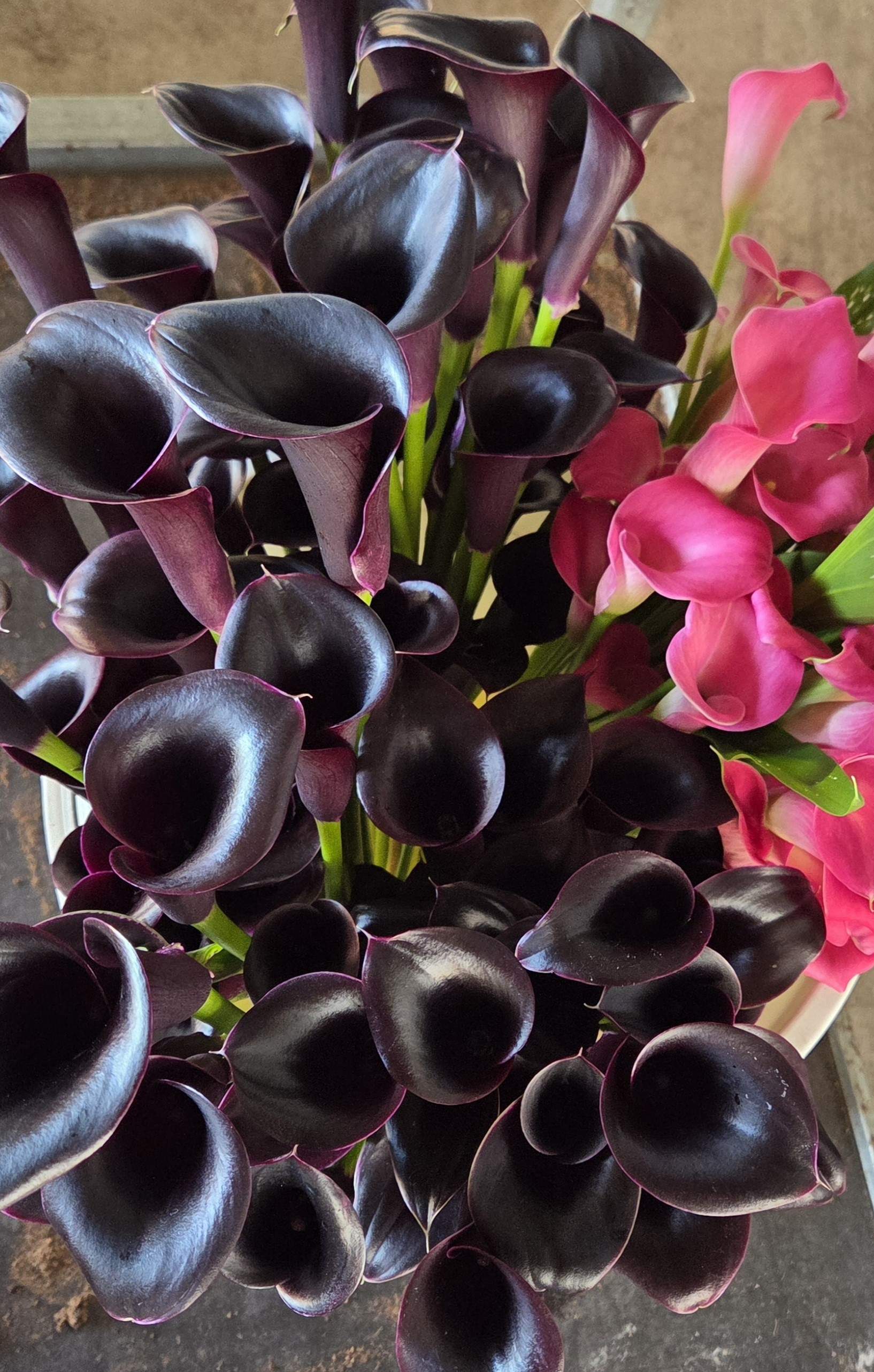 Calla lilies harvested at FairGrow