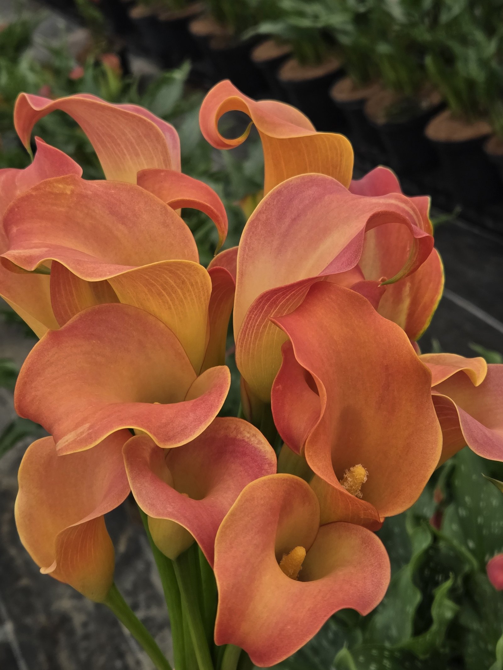 Orange calla lilies in the FairGrow greenhouse