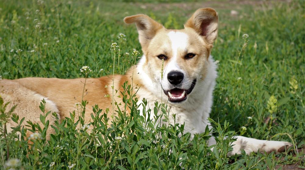 Gawrosh, the FairGrow farm dog