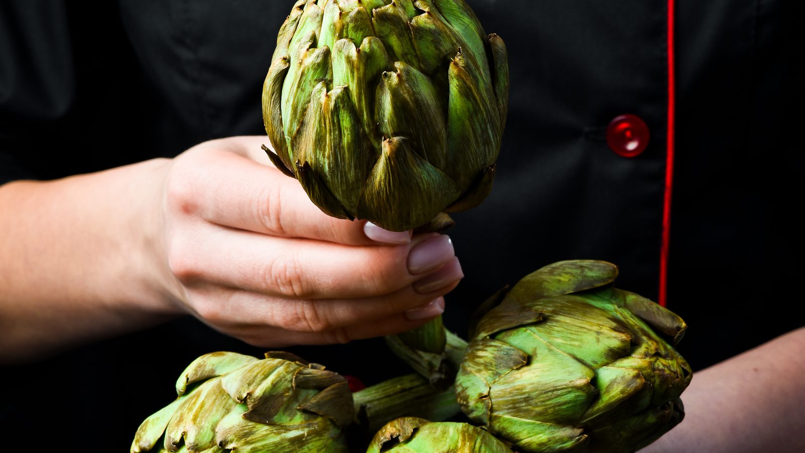 Fresh artichoke held in hand at harvest