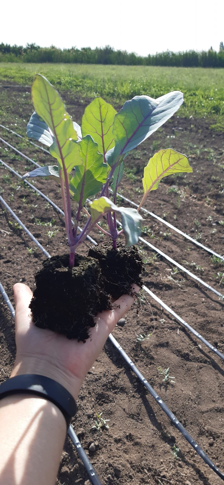 A seedling held above the field at FairGrow